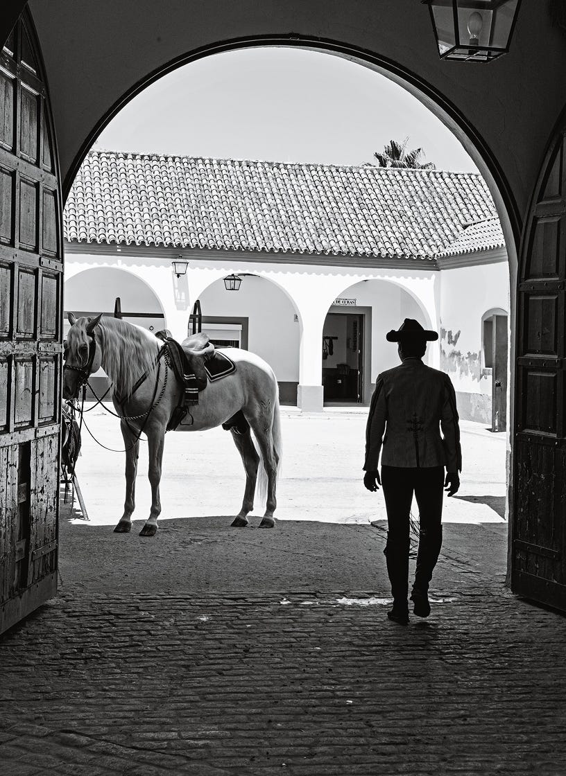 Horses of the Royal School of Equestrian Art